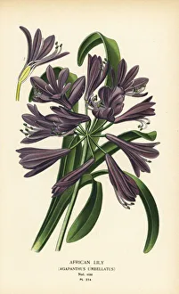 African lily, Agapanthus africanus