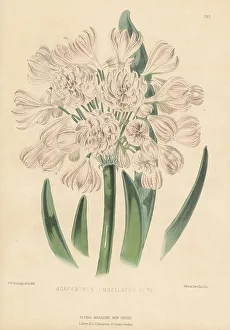 Holloway Prints: African lily, Agapanthus africanus