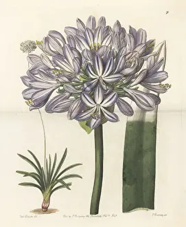 Maximus Prints: African lily, Agapanthus praecox subsp. orientalis