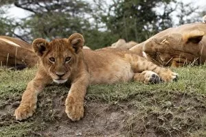 Images Dated 11th February 2011: African Lion - cub lying down alert whilst adults