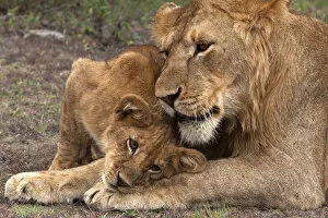 Images Dated 11th February 2011: African Lion - cub playing with a subadult male