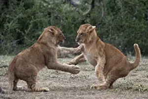 Cubs Prints: African Lion - cubs play-fighting