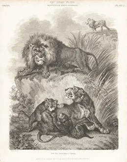 Cubs Prints: African lion, lioness and cubs, Panthera leo
