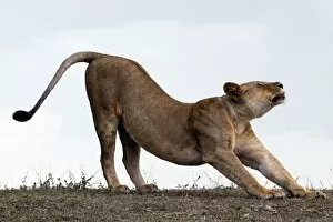 Panthera Collection: African Lion - lioness stretching before hunt
