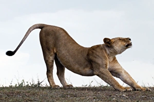 Panthera Collection: African Lion - lioness stretching before hunt