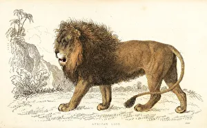 Mane Prints: African lion, Panthera leo. Vulnerable