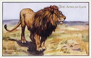 African lions
