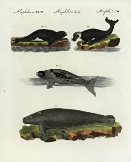 Phoca Collection: African manatee, harbour seal and harp seal