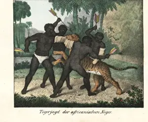 African natives killing a tiger by stabbing it with arrows