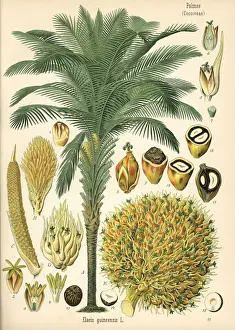 Adolph Prints: African oil palm, Elaeis guineensis