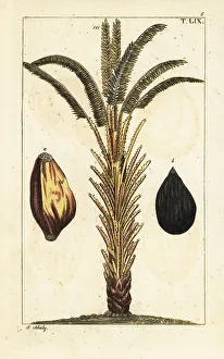 Pomology Prints: African oil palm tree with fruit, Elaeis guineensis