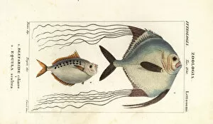 African pompano and ponyfish