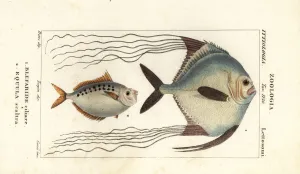 African pompano and ponyfish African pompano and ponyfish