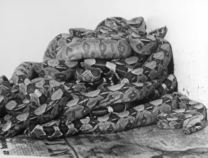 Coiled Prints: African Pythons