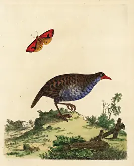 Loten Prints: African rail, Rallus caerulescens and clymene moth