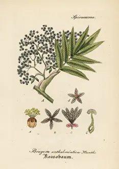 Redwood Prints: African redwood, Hagenia abyssinica