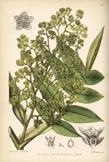 Redwood Prints: African redwood, kusso or koso, Hagenia abyssinica
