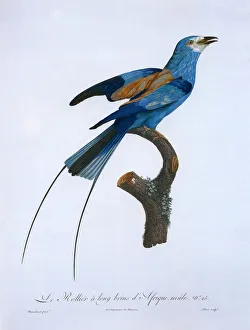Pictures Now Gallery: African Rollier Bird Date: 1808