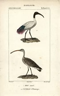Aethiopicus Gallery: African sacred ibis, Threskiornis aethiopicus