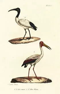 Oeuvres Collection: African sacred ibis and white ibis