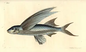 African sailfin flyingfish, Parexocoetus mento