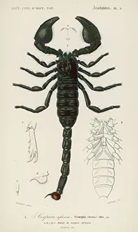 African Gallery: African Scorpion C1850