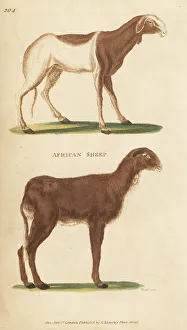 Kearsley Prints: African sheep or Cape sheep, Ovis aries guineensis