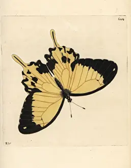 Polydore Prints: African swallowtail, Papilio dardanus