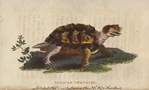 African tortoise, Psammobates geometricus
