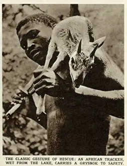 Tracker Prints: An African tracker, wet from the lake, carrying a grysbok to safety in Southern Rhodesia