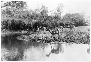 Antelopes Gallery: African Waterbucks