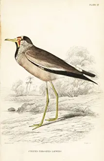 African wattled lapwing, Vanellus senegallus