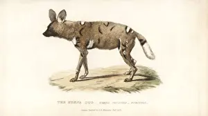 Landseer Prints: African wild dog, Lycaon pictus. Endangered
