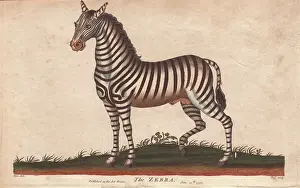 Equus Prints: African zebra or Equus zebra