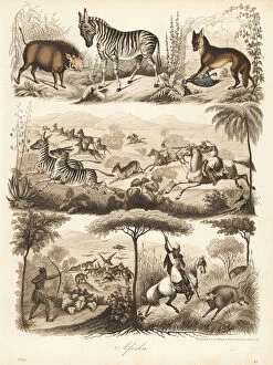 Canis Collection: Africans hunting warthog, zebra and jackal