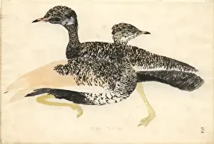 Afrotis afra, black bustard