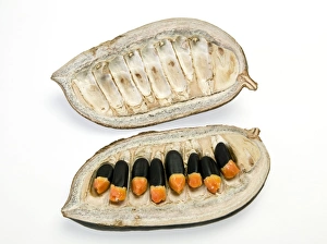Africana Gallery: Afzelia, africana smith