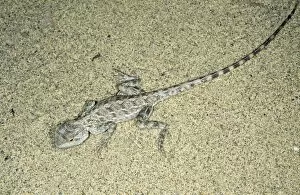 Amphibians Collection: Agama / Agamid Lizard - camouflaged by sand pattern