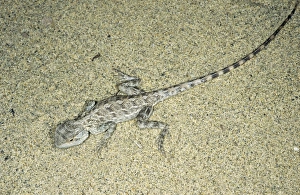Amphibians Collection: Agama / Agamid Lizard - camouflaged by sand pattern