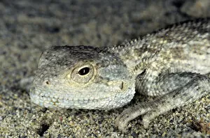 Amphibians Collection: Agama / Agamid Lizard - sand dunes of Karakum desert