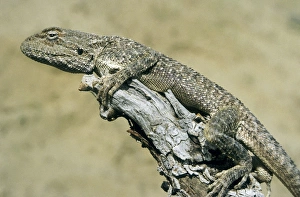 Agama Gallery: Agama Lizard - on a dry bush watching for prey