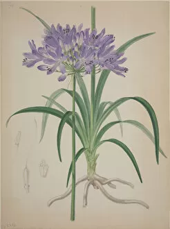 Asterid Collection: Agapanthus, lily of the Nile