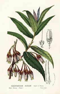 Agapetes incurvata