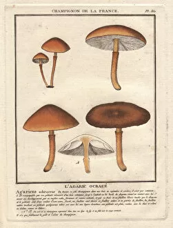 Agaric Gallery: Agaric mushroom, Agaricus ochraceus