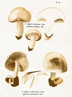 Agaricus Prints: AGARICUS ALBELLUS AGARICUS GRAVEOLENS (edible) Date: 1876