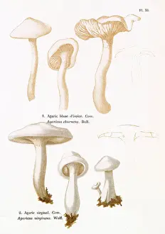 Agaricus Prints: AGARICUS EBURNEUS AGARICUS VIRGINEUS (edible) Date: 1876