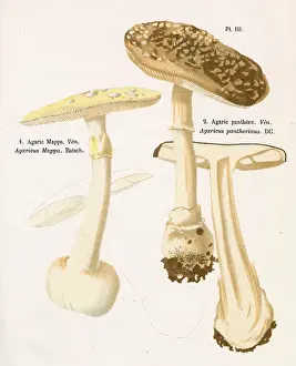 Agaricus Prints: AGARICUS MAPPA (left) AGARICUS PANTHERINUS (right) (poisonous) Date: 1876