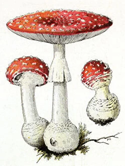 Funghi Collection: Agaricus Muscaricus mushrooms (poisonous). Date: 19th century