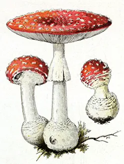 New Images July 2023 Prints: Agaricus Muscaricus mushrooms (poisonous). Date: 19th century