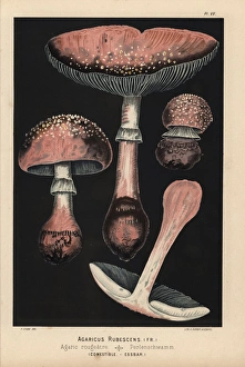 Amanita Gallery: Agaricus rubescens, Amanita rubescens, edible